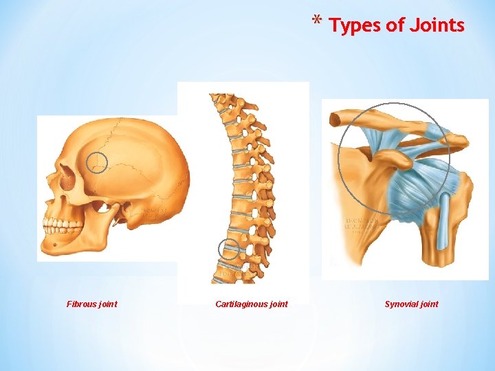 * Types of Joints Fibrous joint Cartilaginous joint Synovial joint 