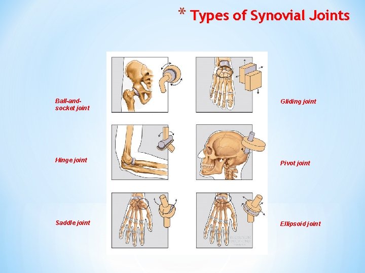 * Types of Synovial Joints Ball-andsocket joint Gliding joint Hinge joint Pivot joint Saddle