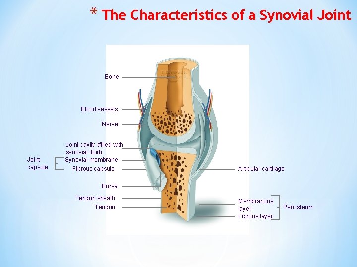 * The Characteristics of a Synovial Joint Bone Blood vessels Nerve Joint capsule Joint