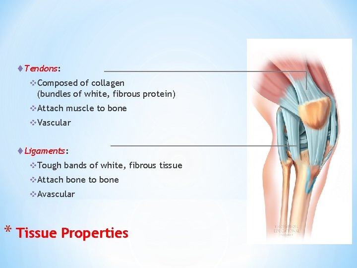 t Tendons: v. Composed of collagen (bundles of white, fibrous protein) v. Attach muscle