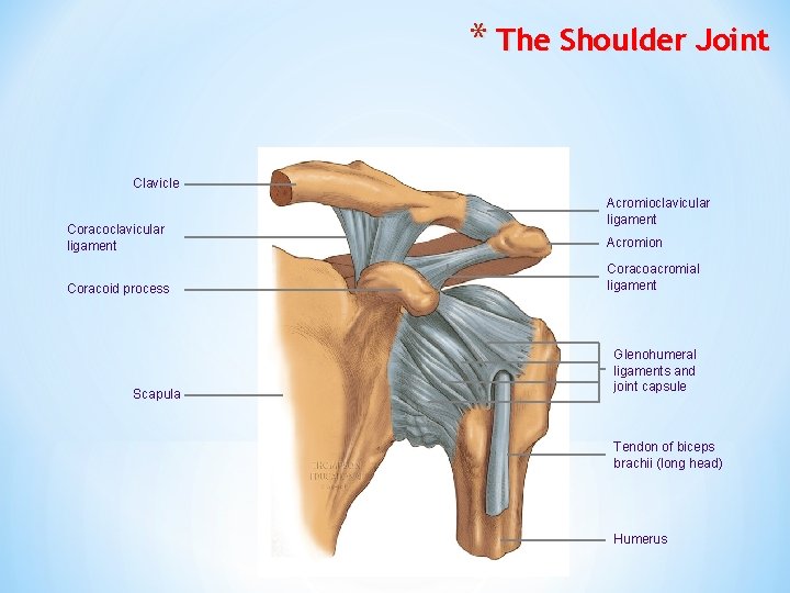 * The Shoulder Joint Clavicle Coracoclavicular ligament Coracoid process Scapula Acromioclavicular ligament Acromion Coracoacromial