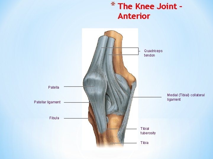 * The Knee Joint – Anterior Quadriceps tendon Patella Medial (Tibial) collateral ligament Patellar