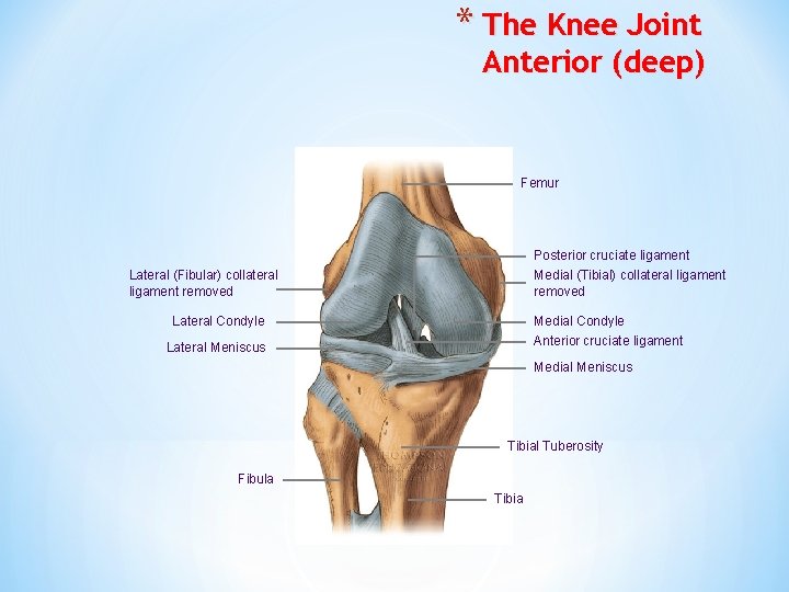 * The Knee Joint Anterior (deep) Femur Posterior cruciate ligament Medial (Tibial) collateral ligament
