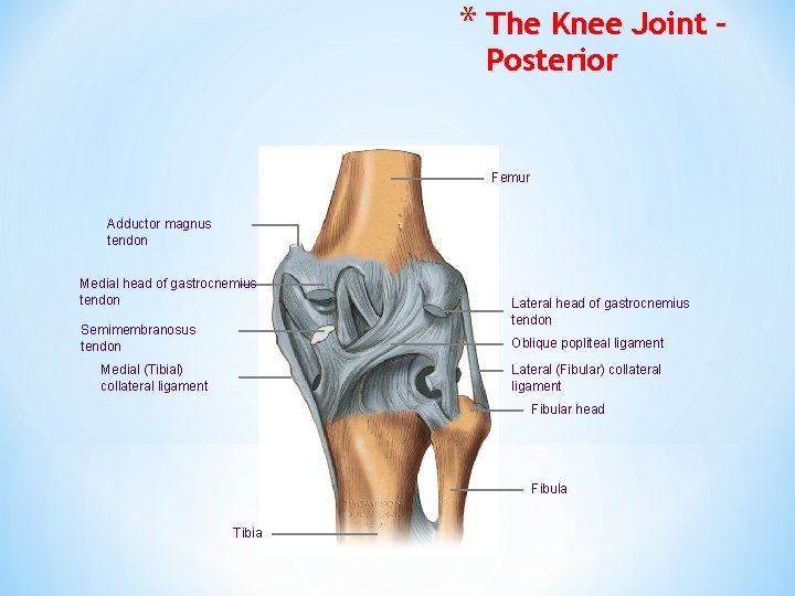 * The Knee Joint – Posterior Femur Adductor magnus tendon Medial head of gastrocnemius