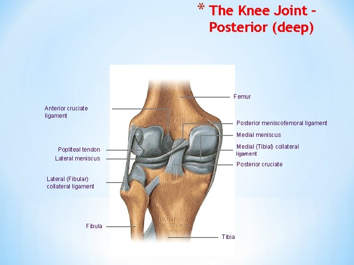 * The Knee Joint – Posterior (deep) Femur Anterior cruciate ligament Posterior meniscofemoral ligament
