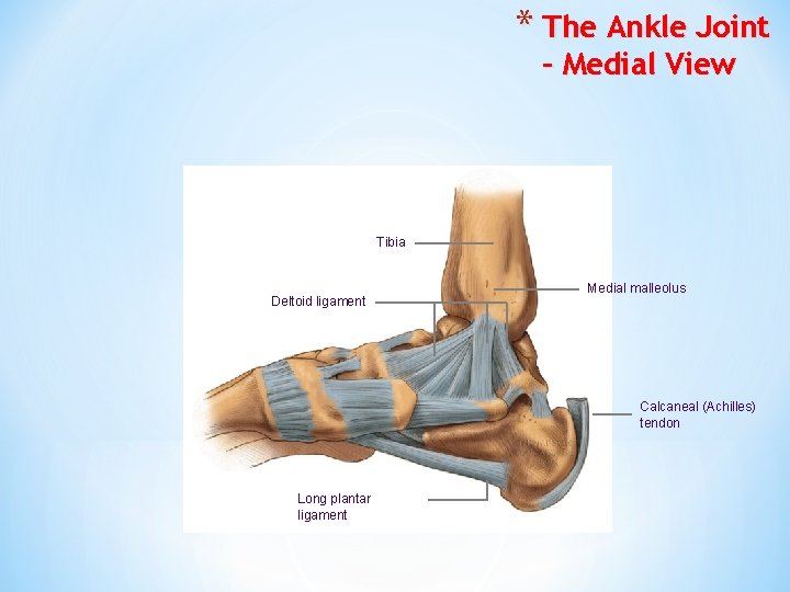 * The Ankle Joint – Medial View Tibia Deltoid ligament Medial malleolus Calcaneal (Achilles)