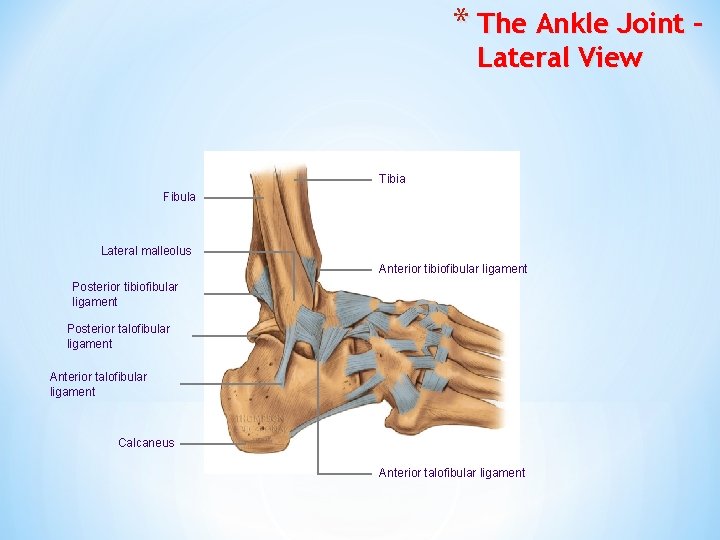 * The Ankle Joint – Lateral View Tibia Fibula Lateral malleolus Anterior tibiofibular ligament
