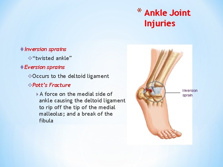 * Ankle Joint Injuries t Inversion sprains v“twisted ankle” t Eversion sprains v. Occurs