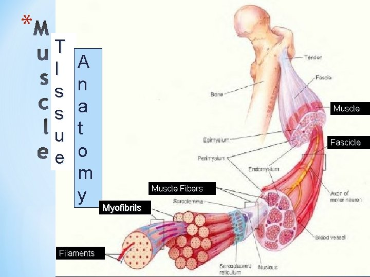 * * Muscles are made up of bundles of muscle fibers, called fascicles T