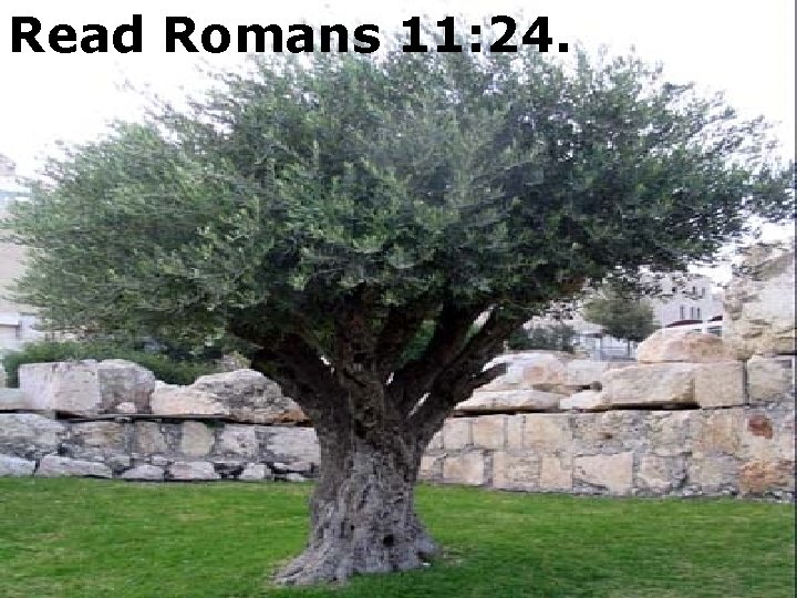 Read Romans 11: 24. 