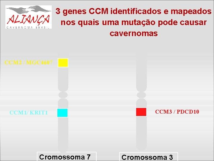 3 genes CCM identificados e mapeados nos quais uma mutação pode causar cavernomas CCM