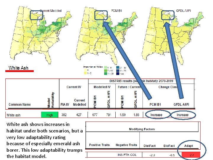 White ash shows increases in habitat under both scenarios, but a very low adaptability
