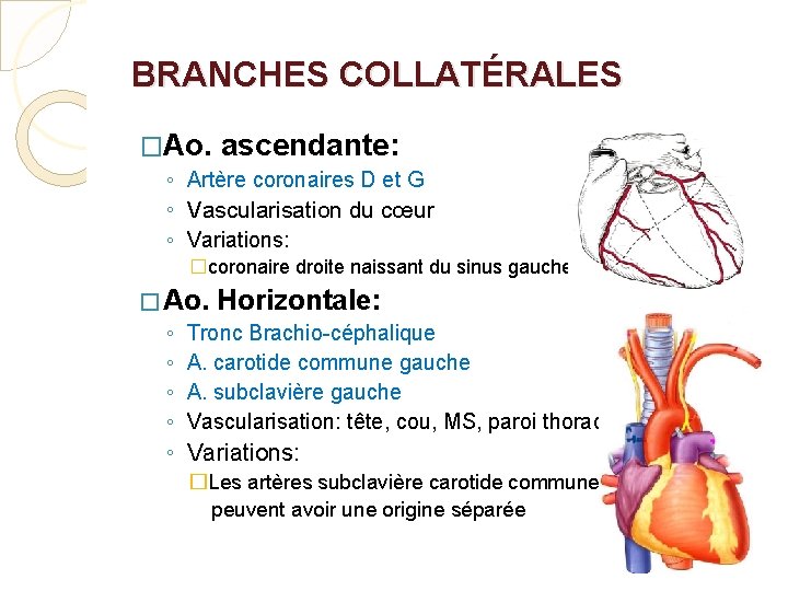 BRANCHES COLLATÉRALES �Ao. ascendante: ◦ Artère coronaires D et G ◦ Vascularisation du cœur