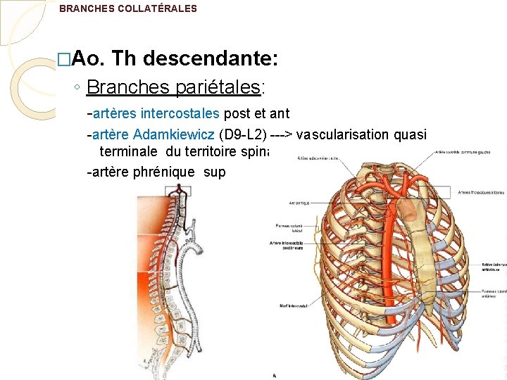 BRANCHES COLLATÉRALES �Ao. Th descendante: ◦ Branches pariétales: -artères intercostales post et ant -artère