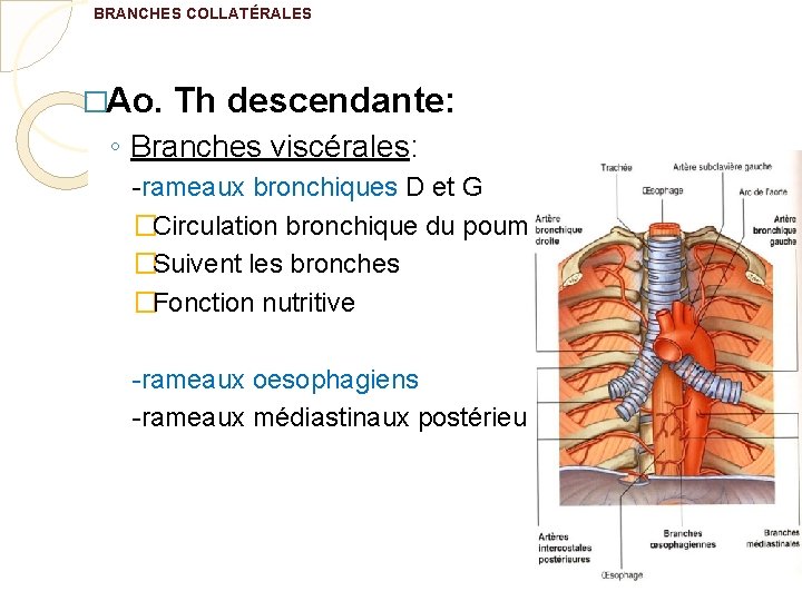 BRANCHES COLLATÉRALES �Ao. Th descendante: ◦ Branches viscérales: -rameaux bronchiques D et G �Circulation