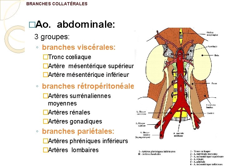 BRANCHES COLLATÉRALES �Ao. abdominale: 3 groupes: ◦ branches viscérales: �Tronc cœliaque �Artère mésentérique supérieur