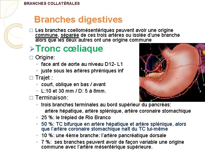 BRANCHES COLLATÉRALES Branches digestives � Les branches coeliomésentériques peuvent avoir une origine commune, séparée