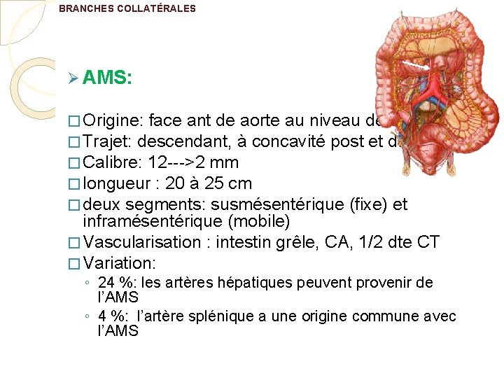 BRANCHES COLLATÉRALES Ø AMS: � Origine: face ant de aorte au niveau de L