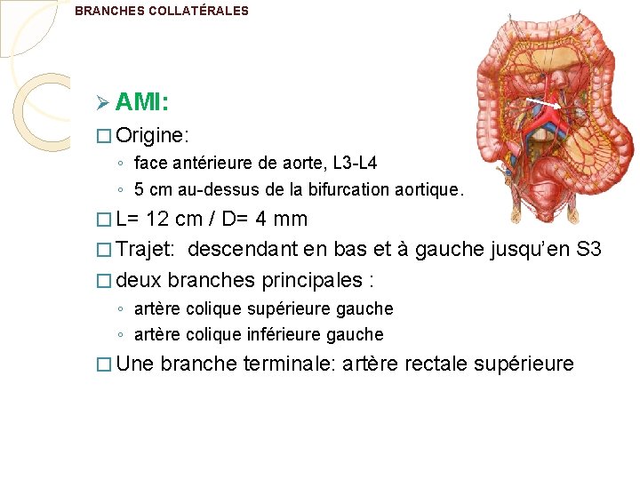 BRANCHES COLLATÉRALES Ø AMI: � Origine: ◦ face antérieure de aorte, L 3 -L