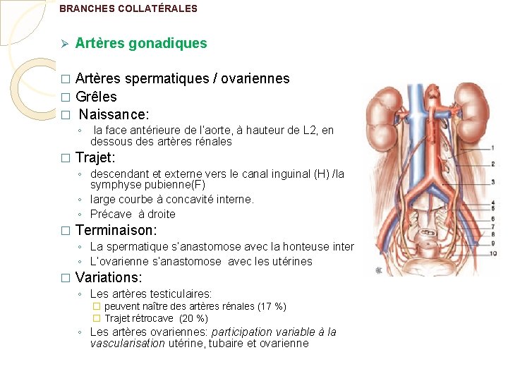 BRANCHES COLLATÉRALES Ø Artères gonadiques Artères spermatiques / ovariennes � Grêles � Naissance: �