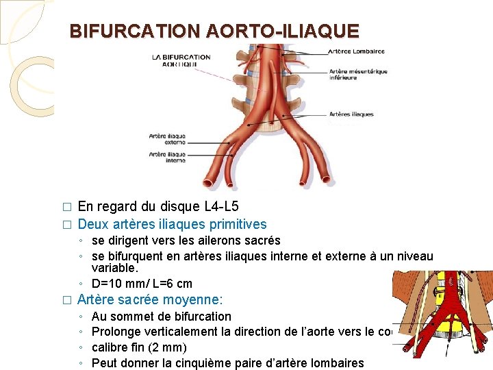 BIFURCATION AORTO-ILIAQUE En regard du disque L 4 -L 5 � Deux artères iliaques