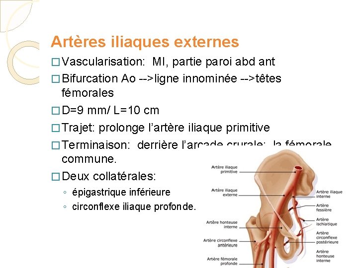 Artères iliaques externes � Vascularisation: MI, partie paroi abd ant � Bifurcation Ao -->ligne