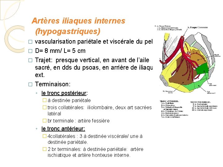 Artères iliaques internes (hypogastriques) vascularisation pariétale et viscérale du pelvis � D= 8 mm/