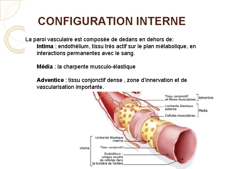 CONFIGURATION INTERNE La paroi vasculaire est composée de dedans en dehors de: Intima :