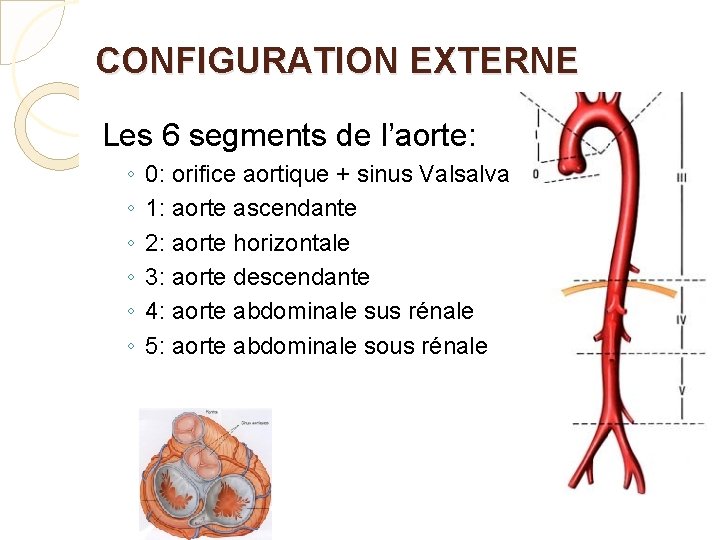 CONFIGURATION EXTERNE Les 6 segments de l’aorte: ◦ ◦ ◦ 0: orifice aortique +