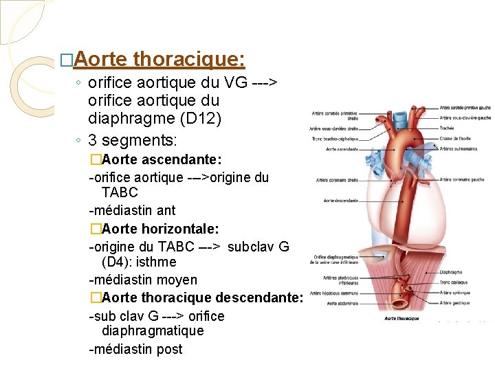 �Aorte thoracique: ◦ orifice aortique du VG ---> orifice aortique du diaphragme (D 12)