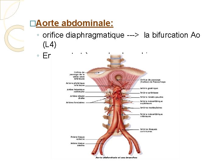 �Aorte abdominale: ◦ orifice diaphragmatique ---> la bifurcation Ao (L 4) ◦ En avant