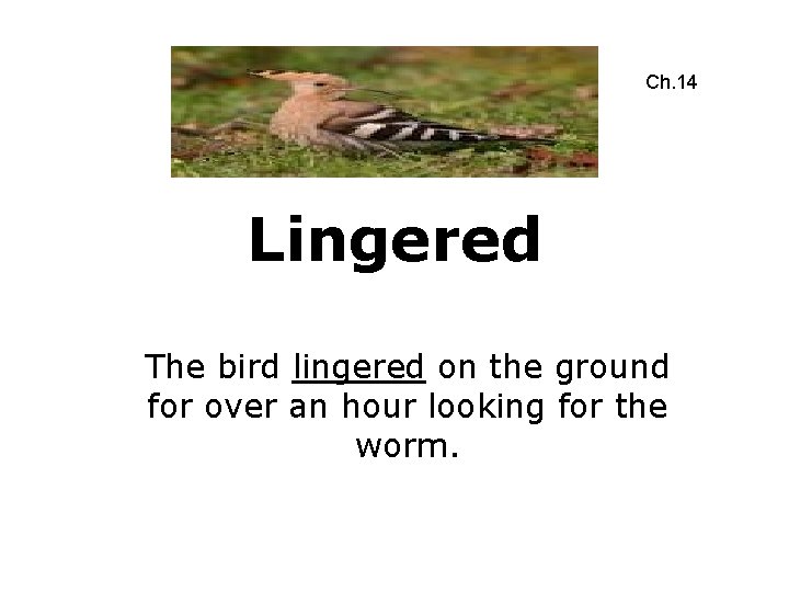 Ch. 14 Lingered The bird lingered on the ground for over an hour looking