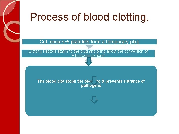 Process of blood clotting. Inactive soluble fibrinogen is converted to active insoluble fibrin threads