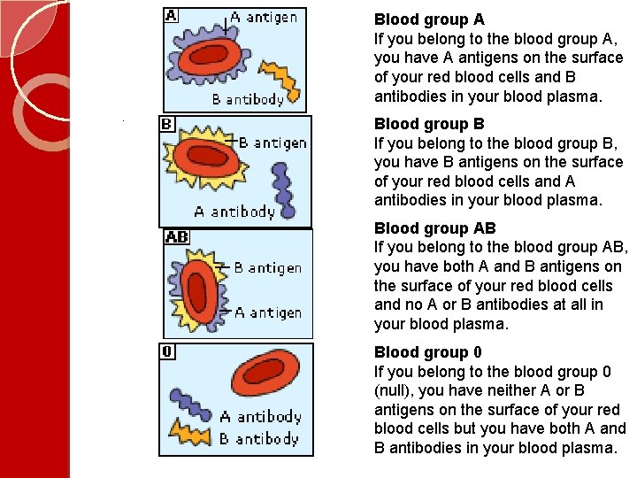 Blood group A If you belong to the blood group A, you have A