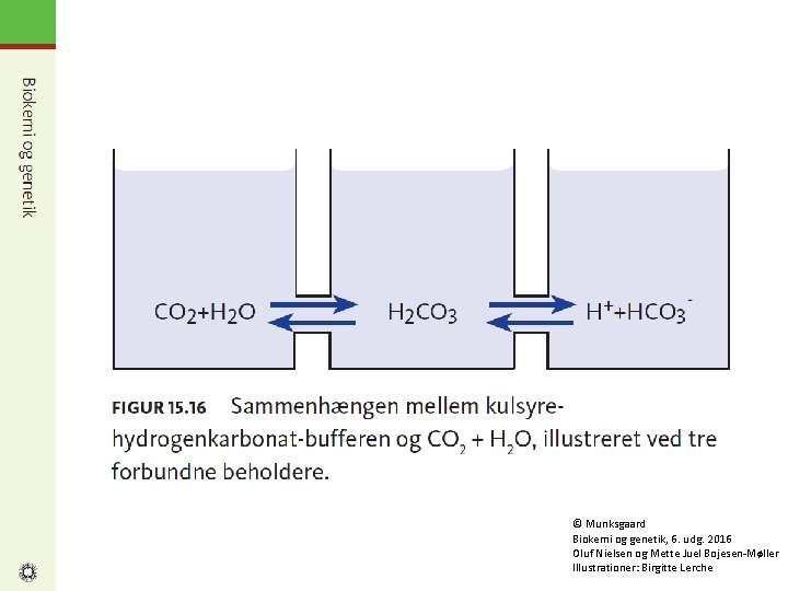 © Munksgaard Biokemi og genetik, 6. udg. 2016 Oluf Nielsen og Mette Juel Bojesen-Møller
