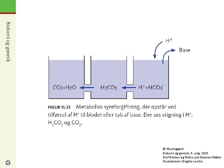 © Munksgaard Biokemi og genetik, 6. udg. 2016 Oluf Nielsen og Mette Juel Bojesen-Møller