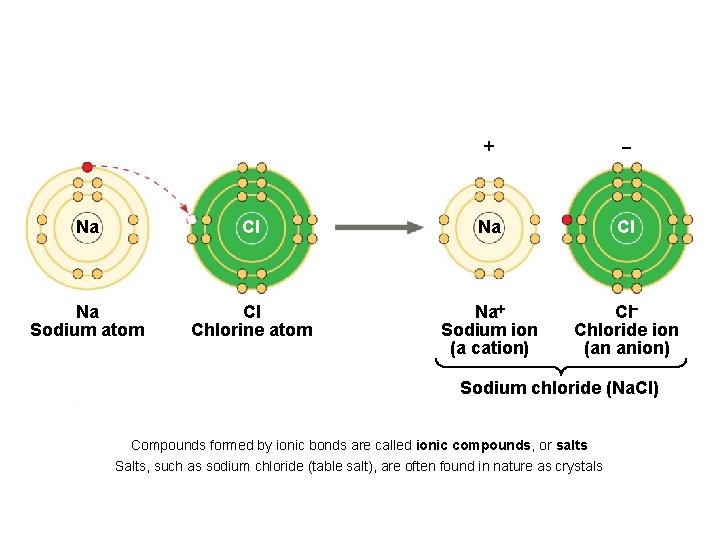 + - Na Cl Na Sodium atom Cl Chlorine atom Na+ Sodium ion (a