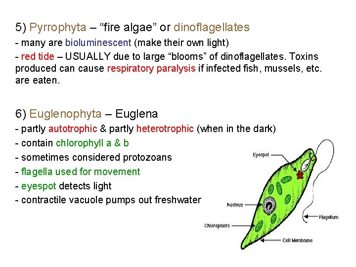 5) Pyrrophyta – “fire algae” or dinoflagellates - many are bioluminescent (make their own