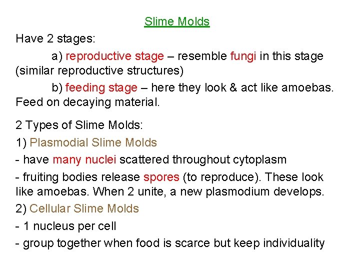 Slime Molds Have 2 stages: a) reproductive stage – resemble fungi in this stage