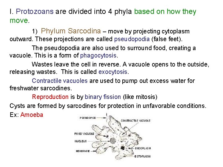 I. Protozoans are divided into 4 phyla based on how they move. 1) Phylum
