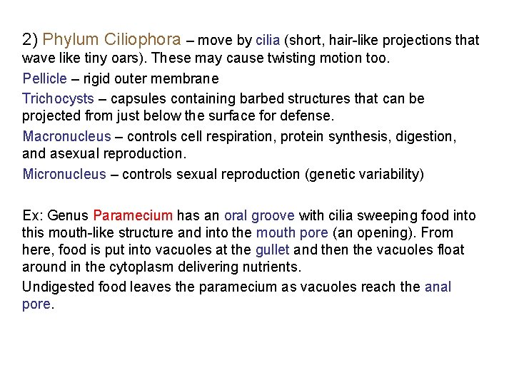 2) Phylum Ciliophora – move by cilia (short, hair-like projections that wave like tiny