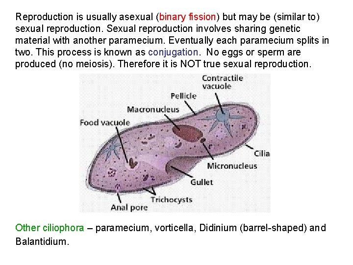 Reproduction is usually asexual (binary fission) but may be (similar to) sexual reproduction. Sexual