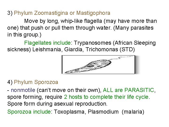 3) Phylum Zoomastigina or Mastigophora Move by long, whip-like flagella (may have more than