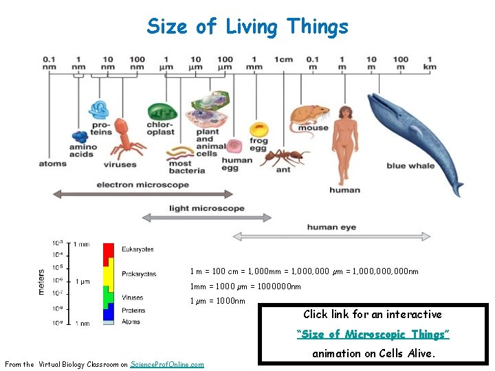 Size of Living Things 1 m = 100 cm = 1, 000 mm =