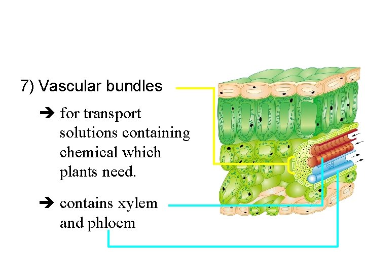 7) Vascular bundles for transport solutions containing chemical which plants need. contains xylem and