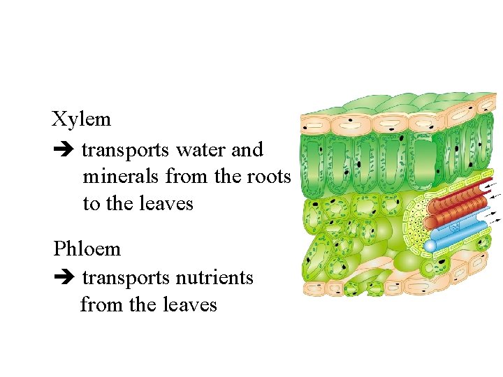 Xylem transports water and minerals from the roots to the leaves Phloem transports nutrients