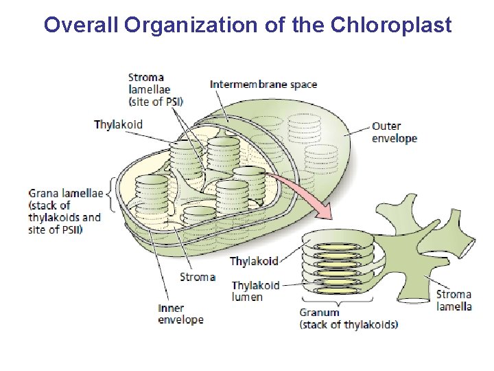 Overall Organization of the Chloroplast 