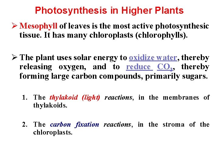 Photosynthesis in Higher Plants Ø Mesophyll of leaves is the most active photosynthesic tissue.