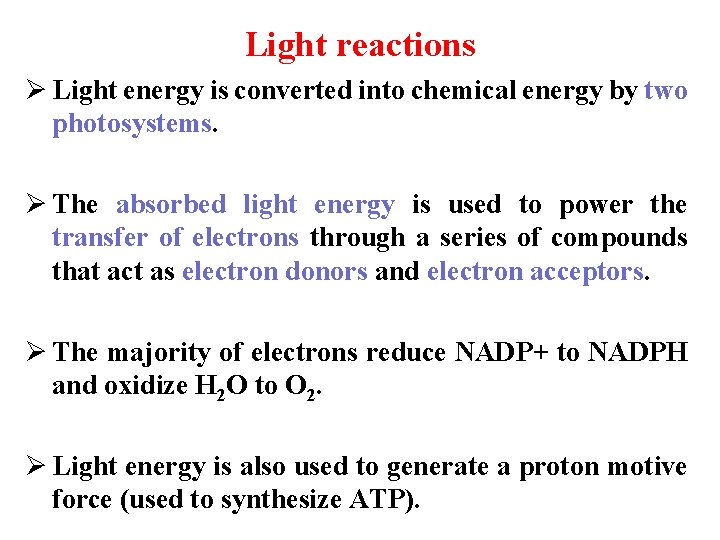 Light reactions Ø Light energy is converted into chemical energy by two photosystems. Ø
