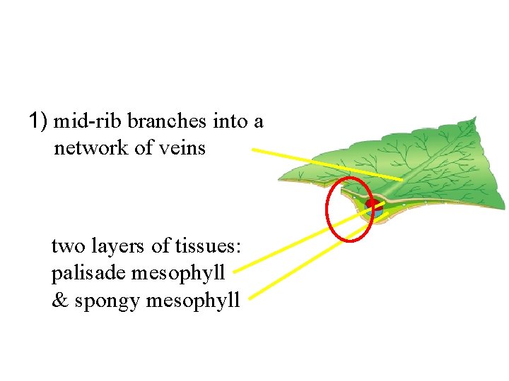 1) mid-rib branches into a network of veins two layers of tissues: palisade mesophyll